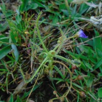 Drosera indica L.